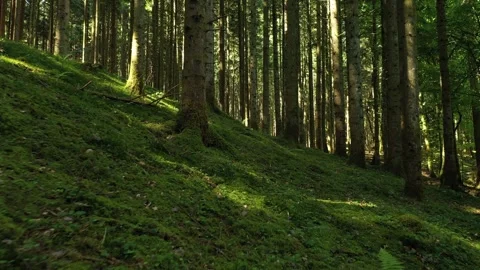 Sunny mossy forest trees landscape Vidéo 337514036