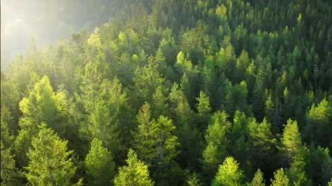 Sunny mountain forest aerial. Tree tops illuminating by faint morning light. Stock Footage 200214819