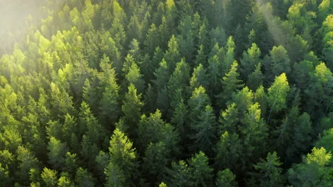 Sunny mountain forest like a carpet of trees . Tree tops illuminating by faint Stock Footage 200216700