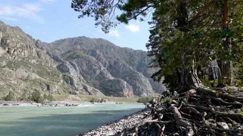 Sunny Mountain River Landscape with Forest Stock Footage 315903273