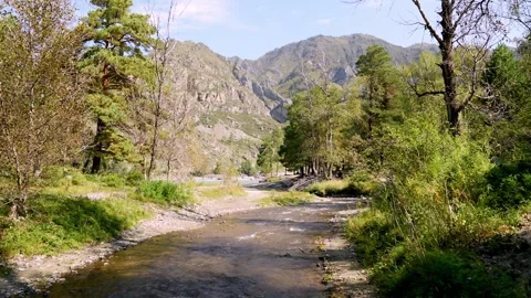 Sunny Mountain River Landscape with Forest Stock Footage 315903461