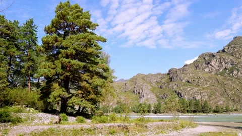 Sunny Mountain River Landscape with Forest Stock Footage 315903630