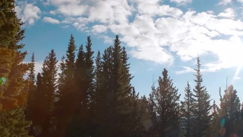 Sunny Mountain Trees Stock Footage 132345545