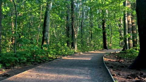 Sunny Nature Trail 動画素材 252149604