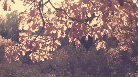 Sunny Oak Video stock 81593401