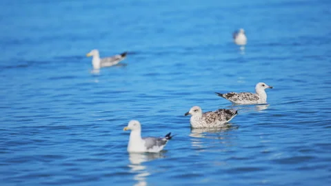 Sunny ocean with white birds floating on relaxing summer waves. Stock Footage 335487145
