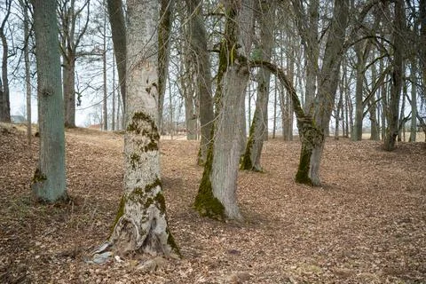 Sunny old forest with tree trunks and stomps in spring, moss covered logs in Stock Photos