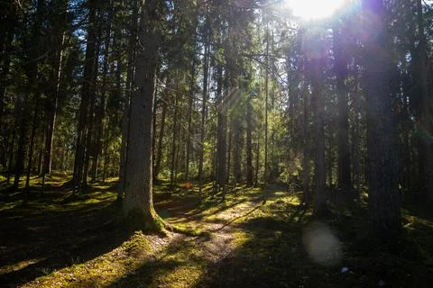 Sunny old forest with tree trunks and stamps in spring sun shines through tre Stock Photos