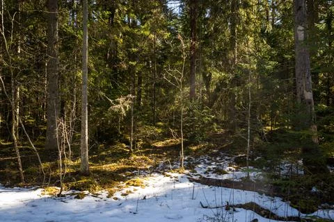 Sunny old forest with tree trunks and stamps in spring, a moss-covered log in Stock Photos