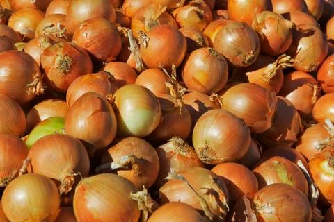 Sunny onions Stock Photos