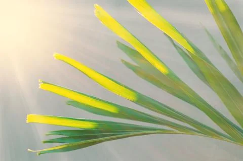 Sunny palm leaf Stock Photos