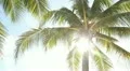 Sunny palm tree. HD Footage