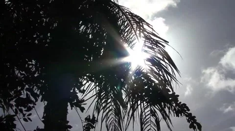 Sunny Palm Tree Video stock 47717608