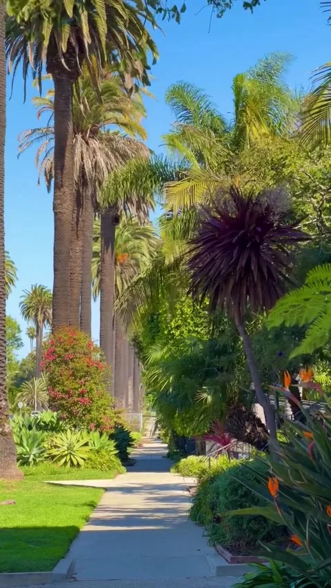Sunny Palm Tree Lined Walkway in Park 库存影片 340263862