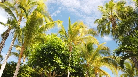 Sunny Palm Trees blowing in the wind Stock Footage 113933112