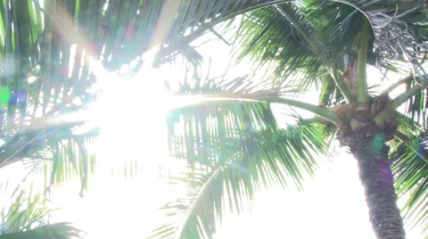 Sunny Palm Trees Stock Footage 28923342