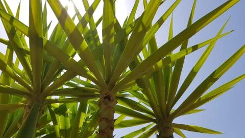 Sunny palms Stock Photos