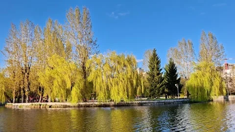 Sunny Park Island with Trees Reflected on Calm Water 動画素材 335436156