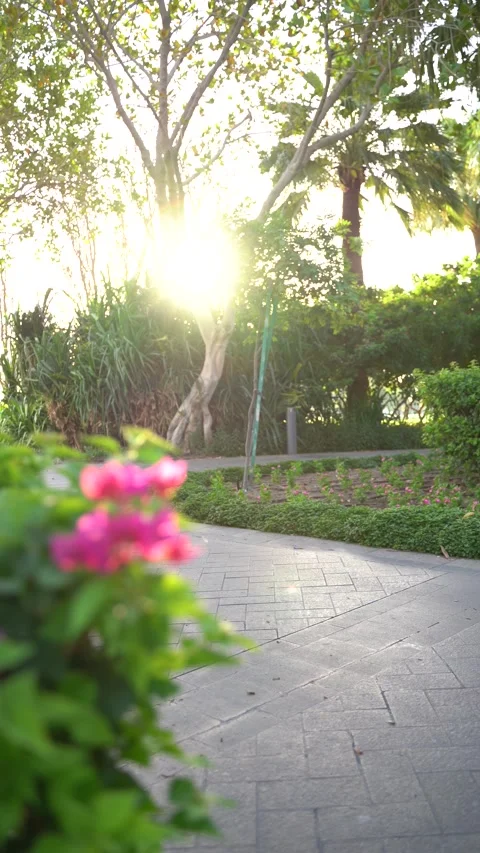 Sunny park pathway with blurred pink flowers and palm trees Stock Footage 340502487