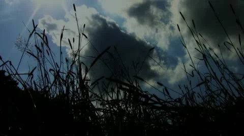 Sunny Pasture Stock Footage 11468037