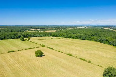 Sunny patchwork fields with lone tree and forest edge Fotos de archivo