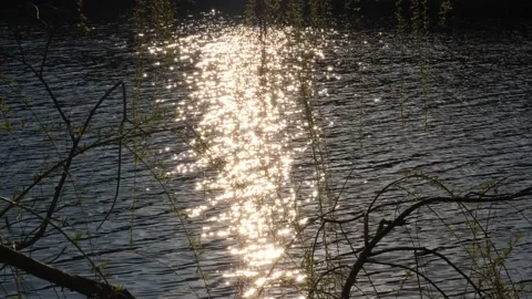 Sunny path on dark water through the branches Stock Footage 153285814