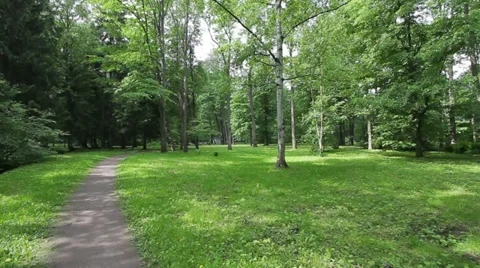 Sunny path Stock Footage 35700199