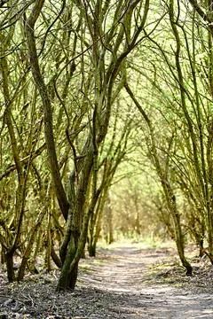 Sunny Path in the Forrest Stock Photos