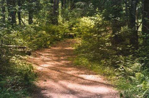 A Sunny path leads deep into the forest. Stock Photos