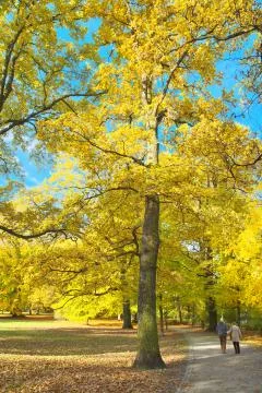 Sunny path in park Stock Photos