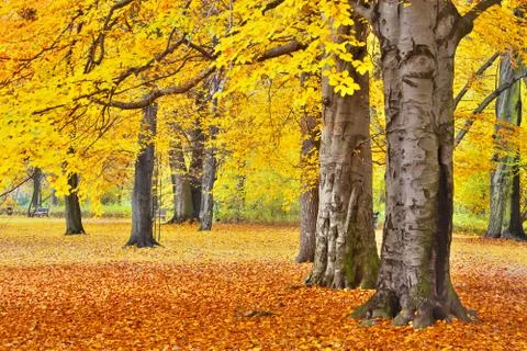 Sunny path in park Stock Photos