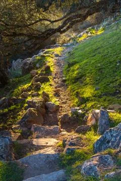 Sunny path Stock Photos