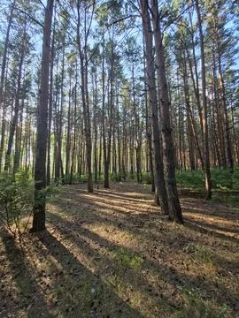 Sunny path pine forest clearing Stock-Fotos