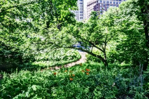 Sunny path surrounded by vegetation Stock Photos