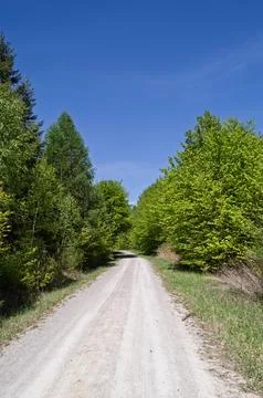 Sunny Path Through Green Forest Fotos Stock