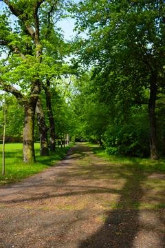 Sunny path through green trees Stock Photos