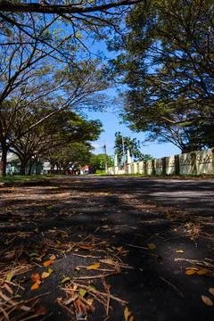 A Sunny Path Through Green Trees Stock Photos