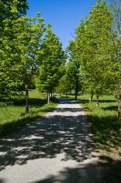 Sunny Path Through Green Trees Stock Photos