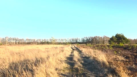 Sunny Path Through Grosses Moor Heathland, Lower Saxony, Germany Video stock 330460537