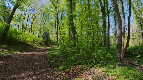 Sunny Path Through Lush Green Deciduous Forest In Spring Stock Footage 341410862