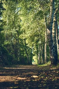 Sunny path through small birch tree forest Stock Photos