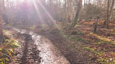 Sunny path through the winter woods Stock Footage 329177004