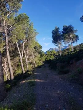 Sunny path through the woods Stock Photos