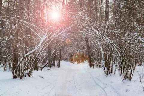 Sunny path in the winter park. 스톡 사진