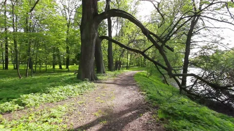 Sunny pathway Vídeo Stock 37260105