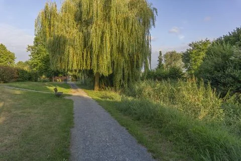 Sunny pathway lined with grass and tall vegetation Foto stock