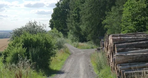 Sunny pathway with tree trunks between  forest and summer farmland landscape Stock Footage 236774927