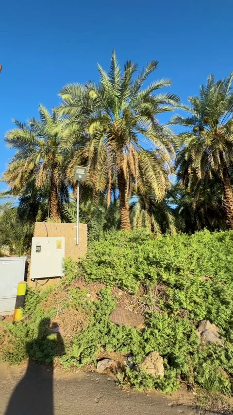 Sunny Paved Road Lined with Lush Date Palm Trees Stock Footage 332571255