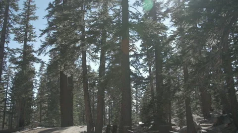 Sunny Pine Forest 2 Stock Footage 47257101