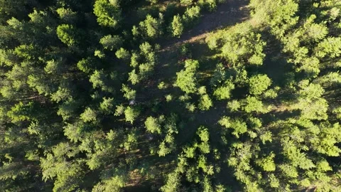 Sunny Pine Forest Aerial View in Pirin Bulgaria Stock-Footage 343795011